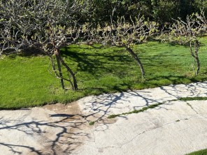 Jardín